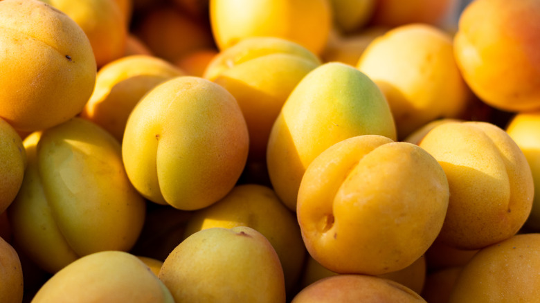 pile of apricots