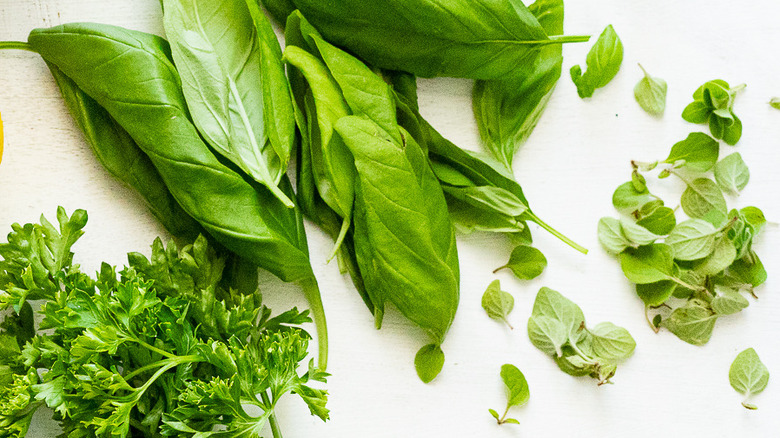 close-up of fresh basil