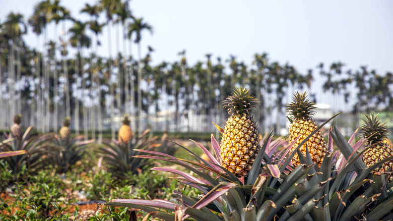Pineapples growing in a field