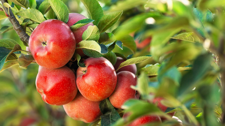 apples on tree branch