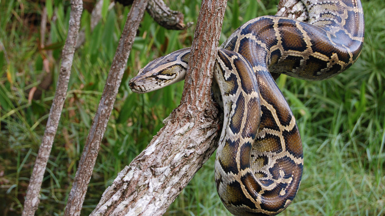 Python in the Everglades