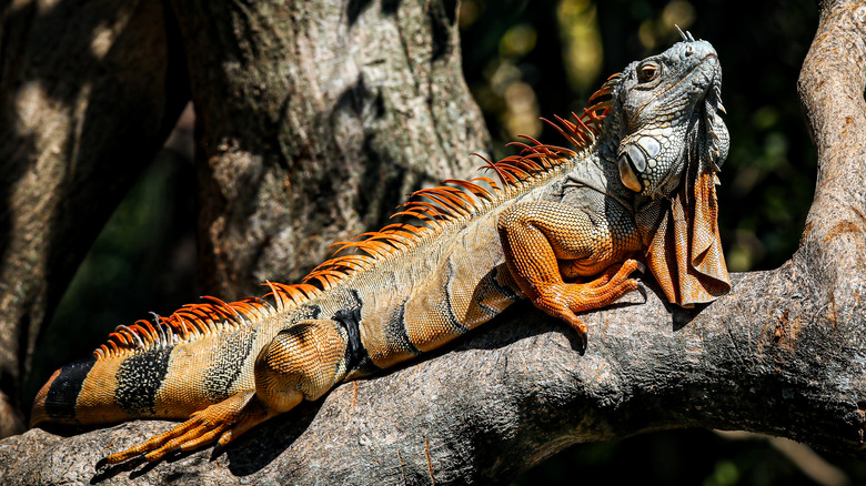 Iguanas in Florida