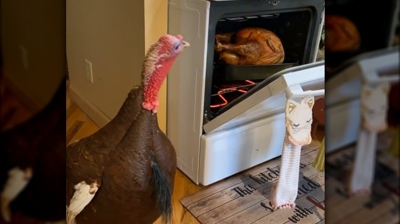 Live turkey looking at cooked turkey in oven