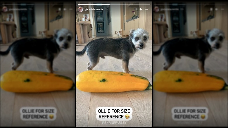 Dog compared to squash from Instagram story