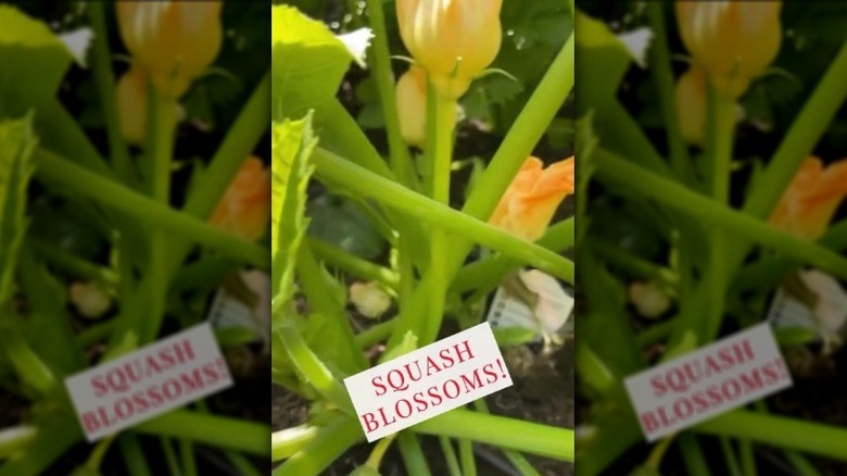 Squash blossoms from Giada De Laurentiis' garden