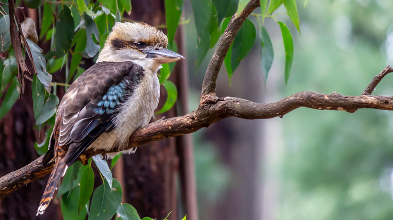 The kookaburra bird on a branch