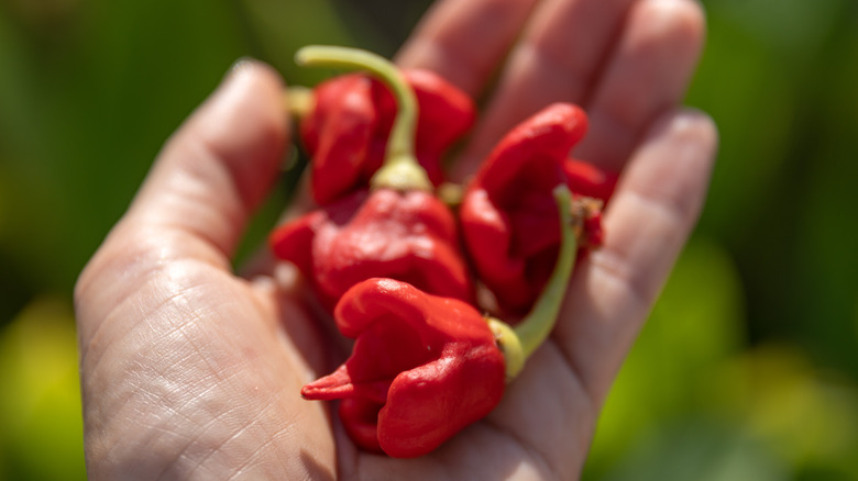 A handful of Carolina Reaper peppers