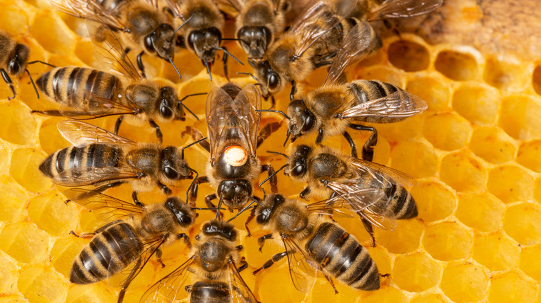 Honeybees in a hive