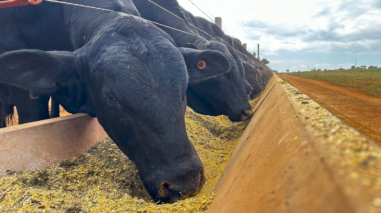 cattle in feedlot