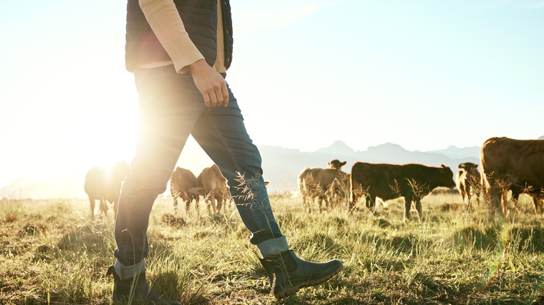 farmer walking with cattle in field