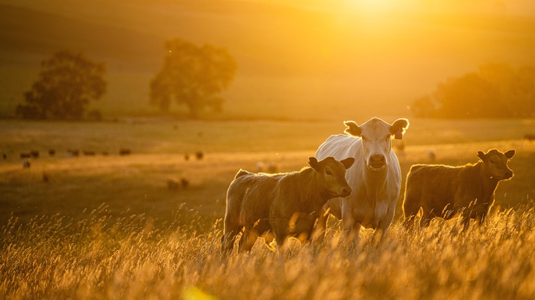 cows eating grass in pasture with sun shining