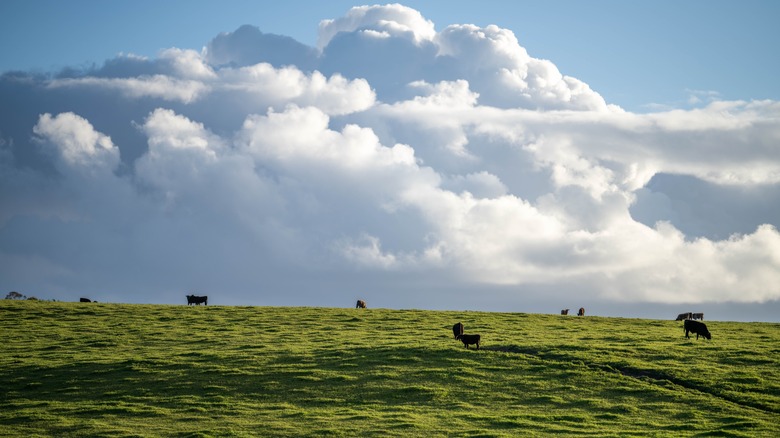 cows grazing on a pasture