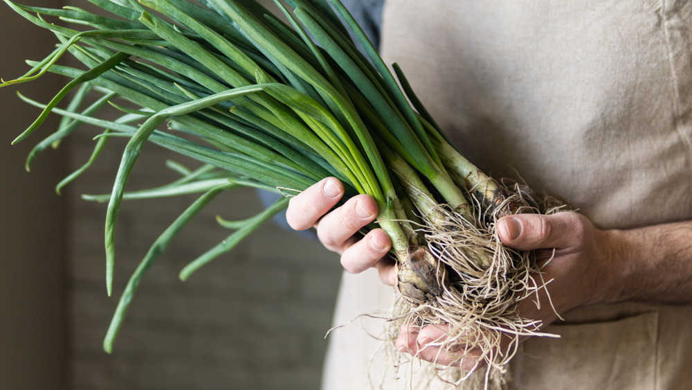 Person holding green onions