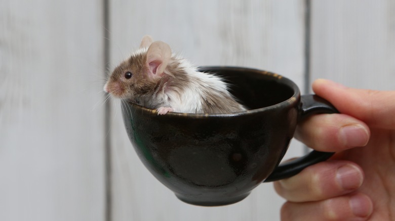 Mouse in cup