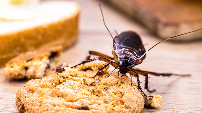 cockroach on top of food