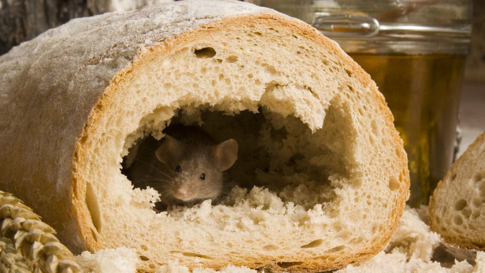 Mouse found in loaf of bread