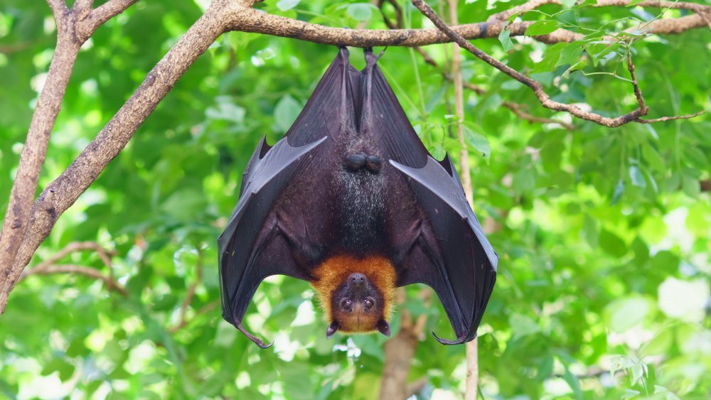 Bats get into salad