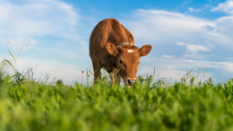 cow eating grass