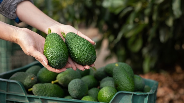 Person holding avocados