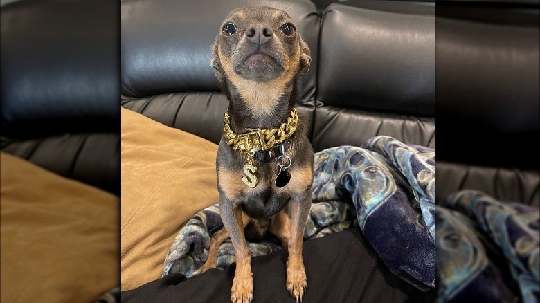 Chihuahua posing with chunky gold necklace