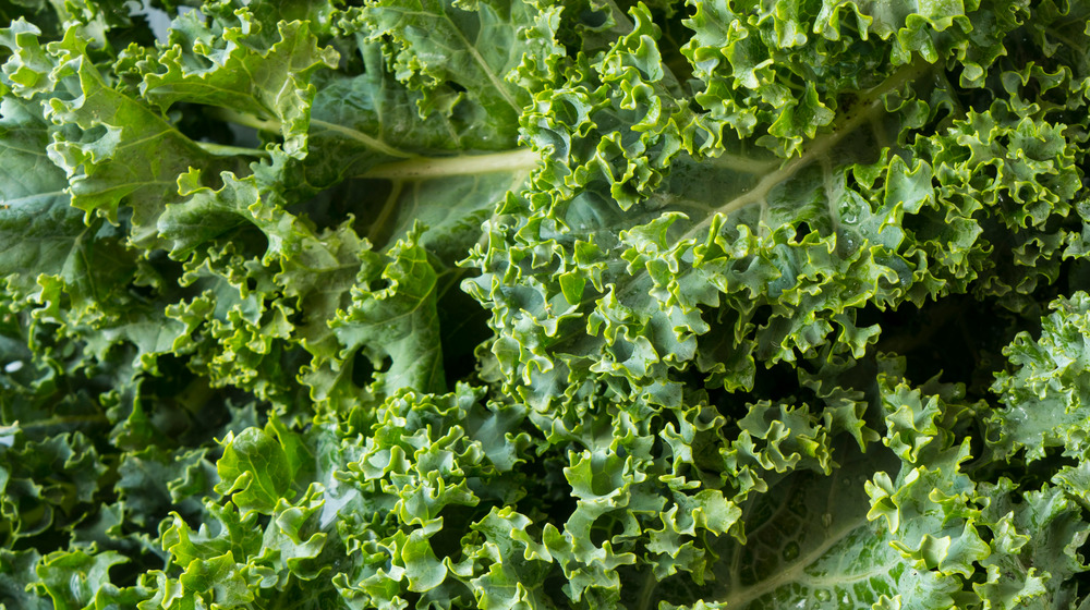 Kale, close-up