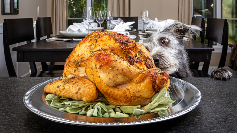 Dog looking hungrily at turkey