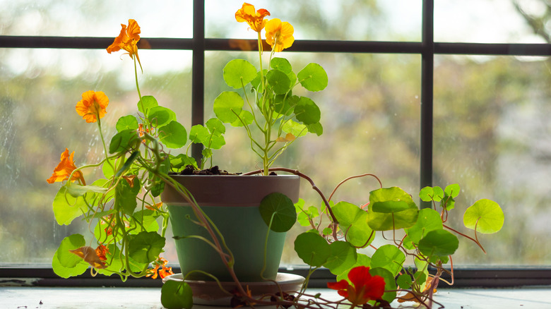 Potted marigolds grow on a windowsill