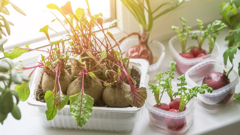 Beetroots pots on a windowsill