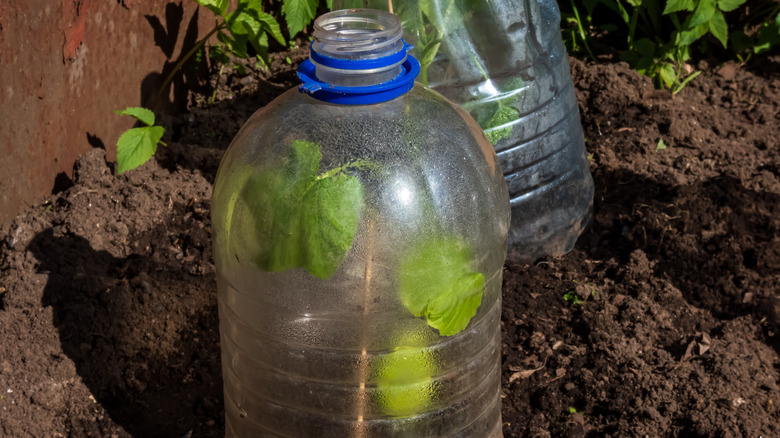 Plastic bottle with soil and seedling