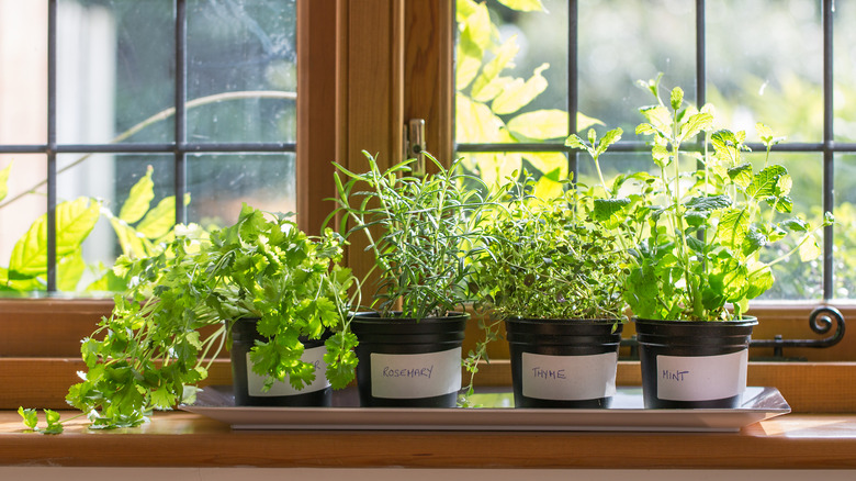 Windowsill herb