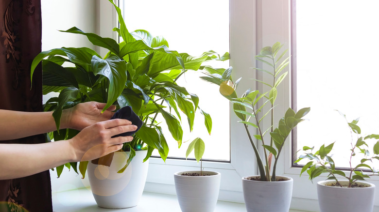 Wiping a windowsill plant leaf