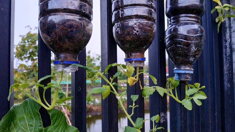 Plastic bottle tomato planter