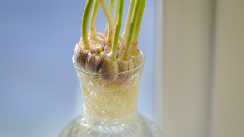 Garlic grows on a windowsill