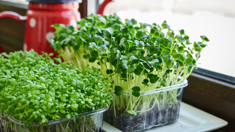 Cress growing on a windowsill