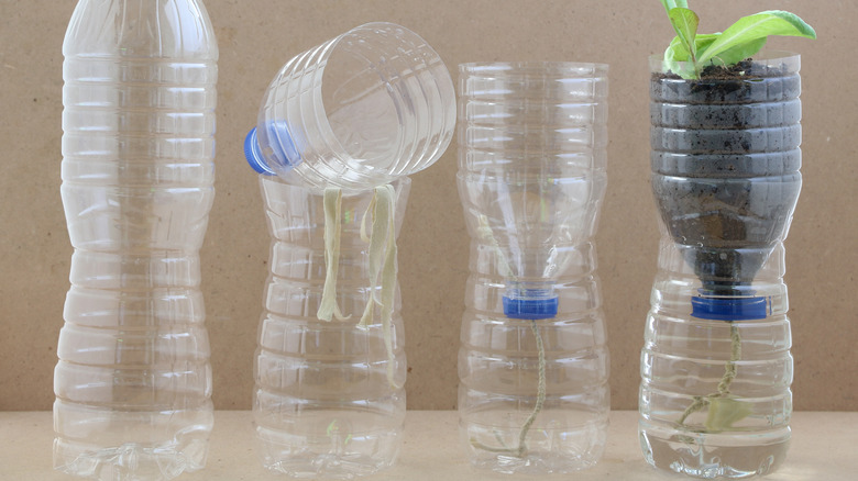 Plastic bottles with plant seedling wick