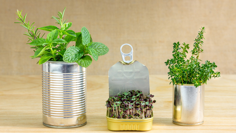 Herbs tin cans