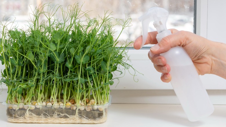 Spritz pea shoots on a windowsill