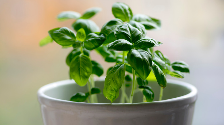 Thai basil plant in a pot