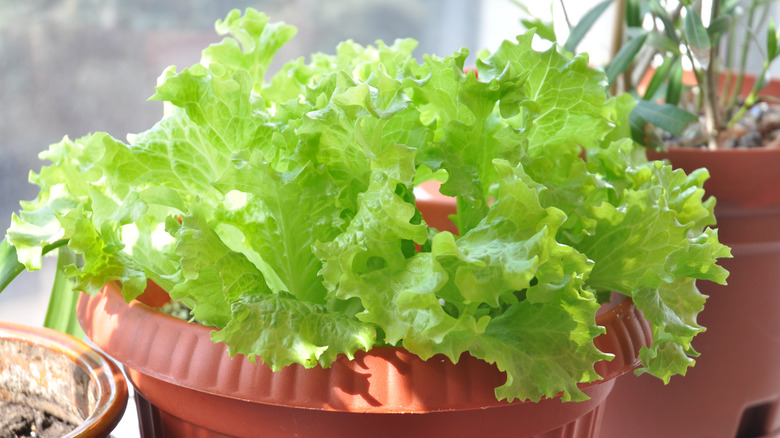 Lettuce in a windowsill pot