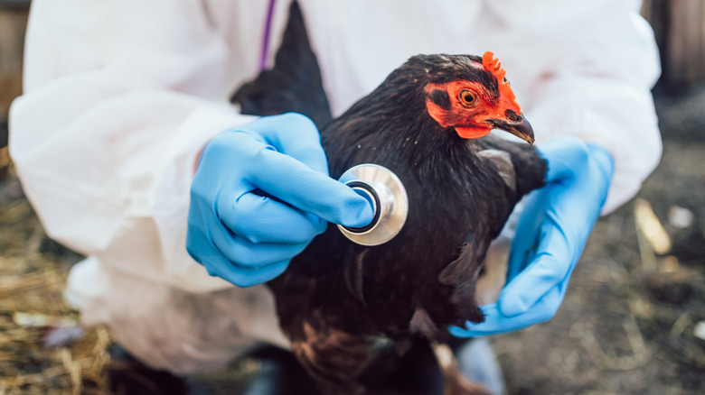 Person holding stethoscope to chicken