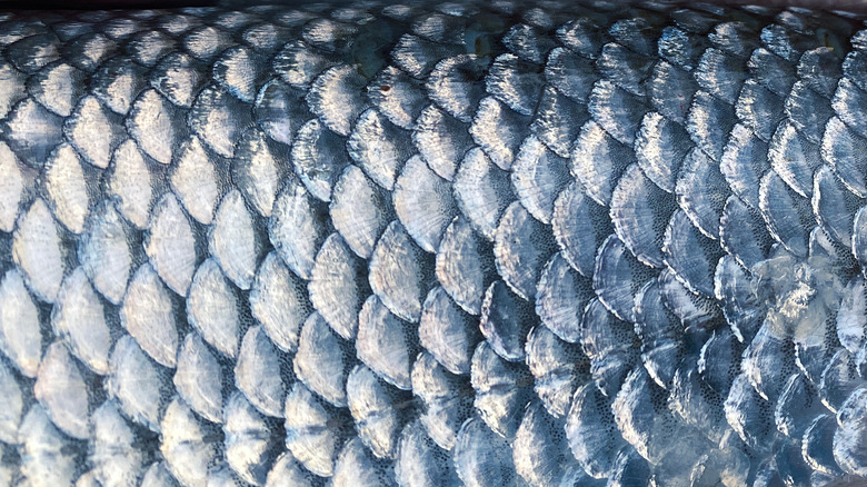 fish scales