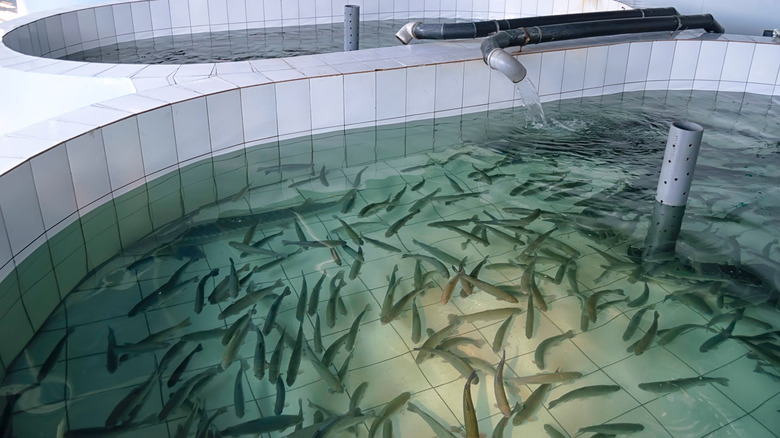 Fish in a fish farm