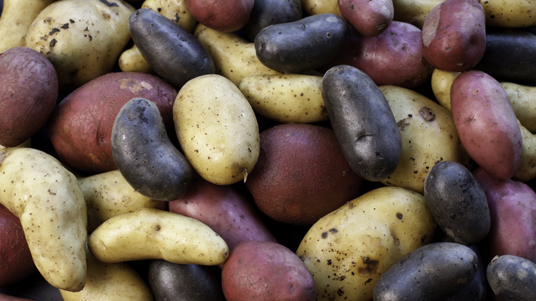 Pile of different potato varieties