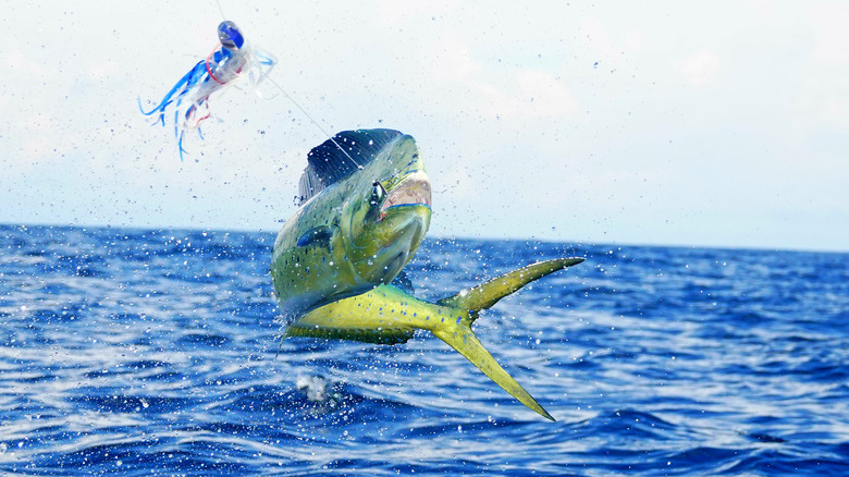 Here s How Mahi Mahi Got Its Name