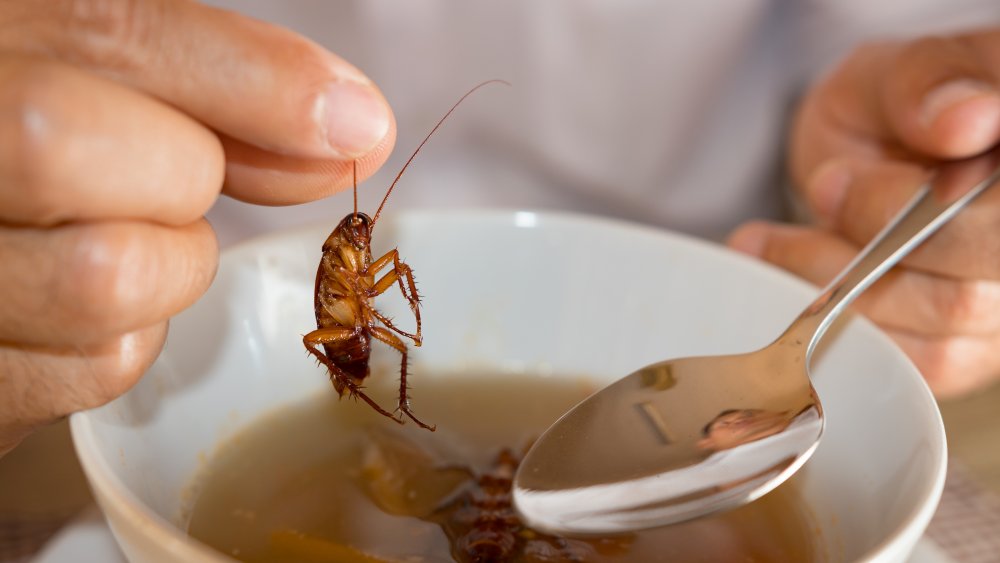 how much bugs allowed in food