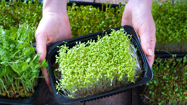 hands holding up microgreen container