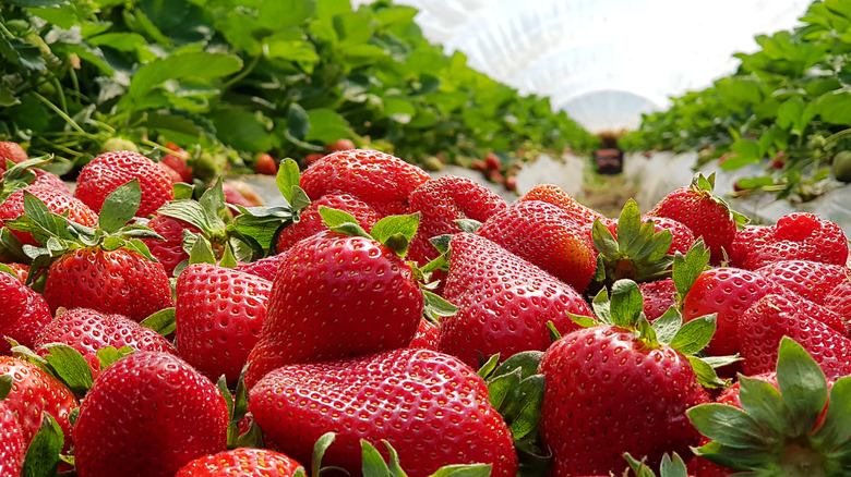 Strawberries on fruit farm