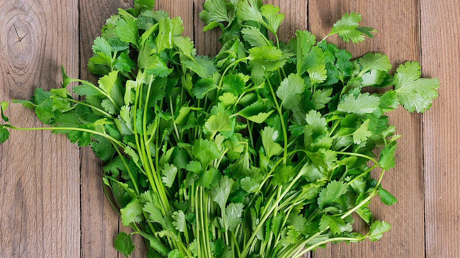 Here's How To Keep Cilantro Fresh