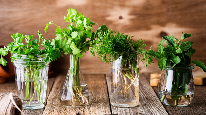 Fresh herbs in a glass jar