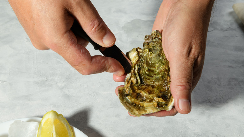 Shucking a fresh oyster